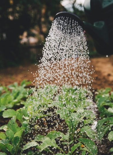 Aed, mis lõõgastab ja ühendab